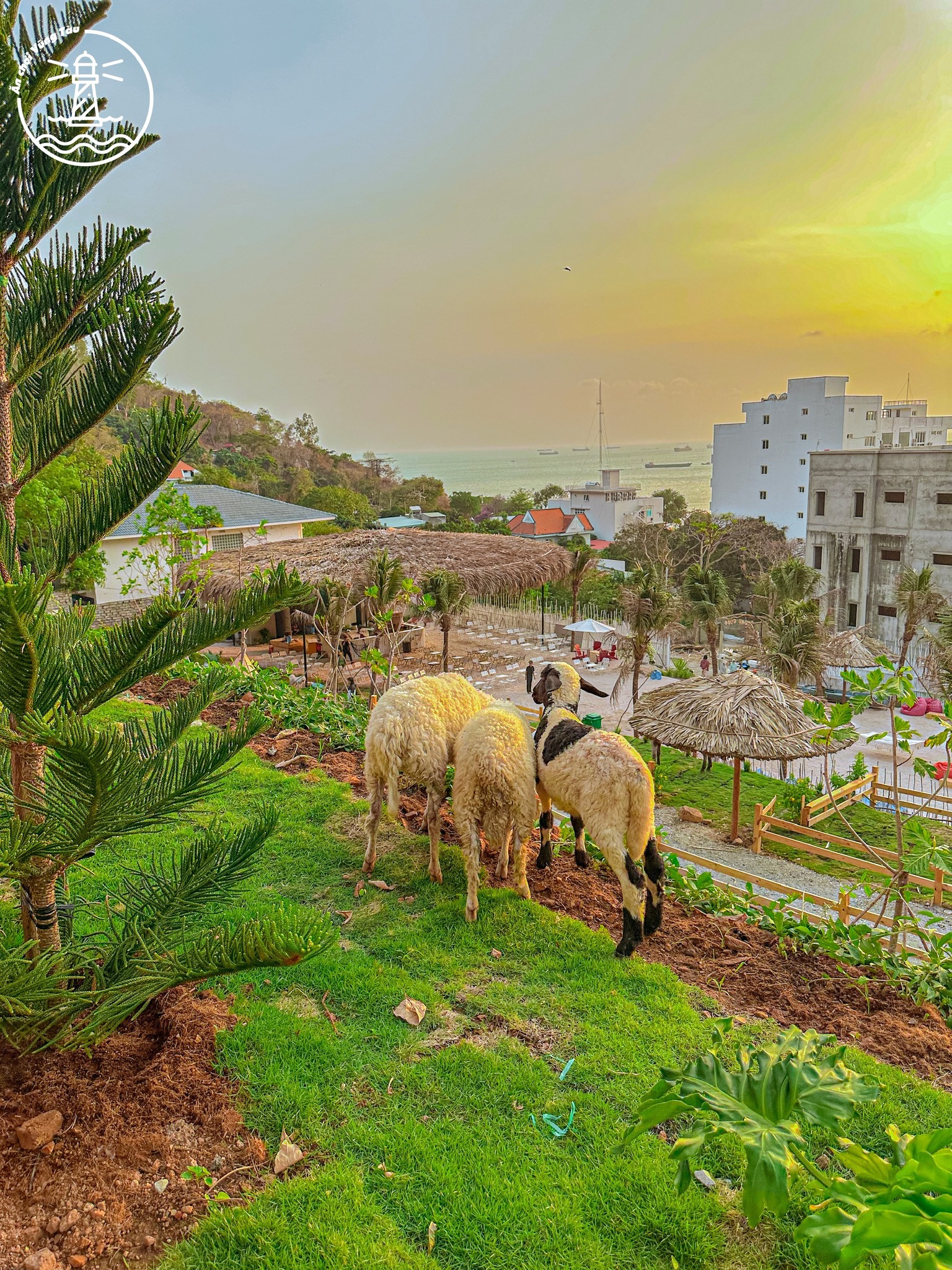Ulala Farm Vũng Tàu: Lạc vào nông trại Đà Lạt giữa phố biển - hình 7