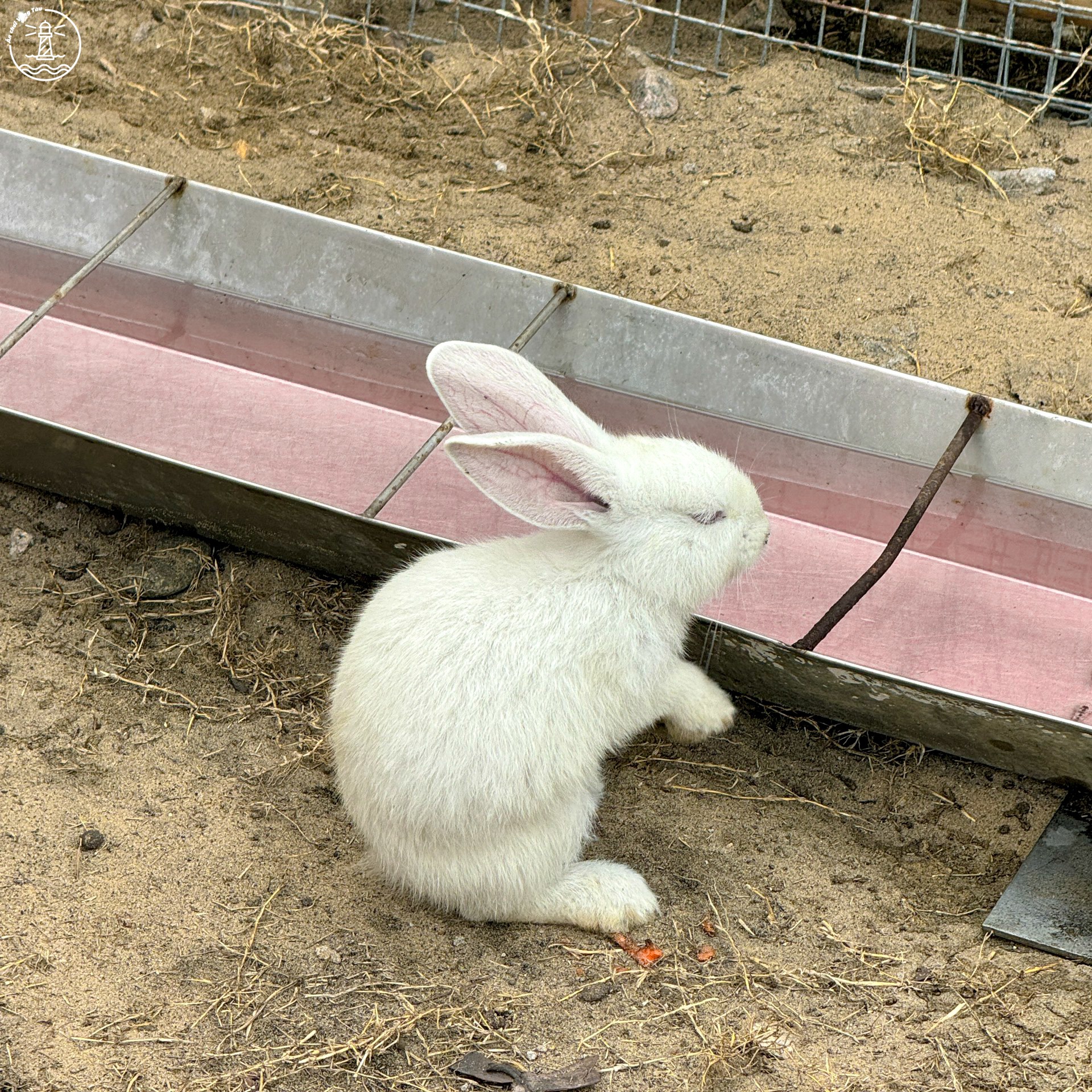 Gozoo Farm Đất Đỏ: Lạc bước giữa nông trại phong cách Âu Nhật - hình 9