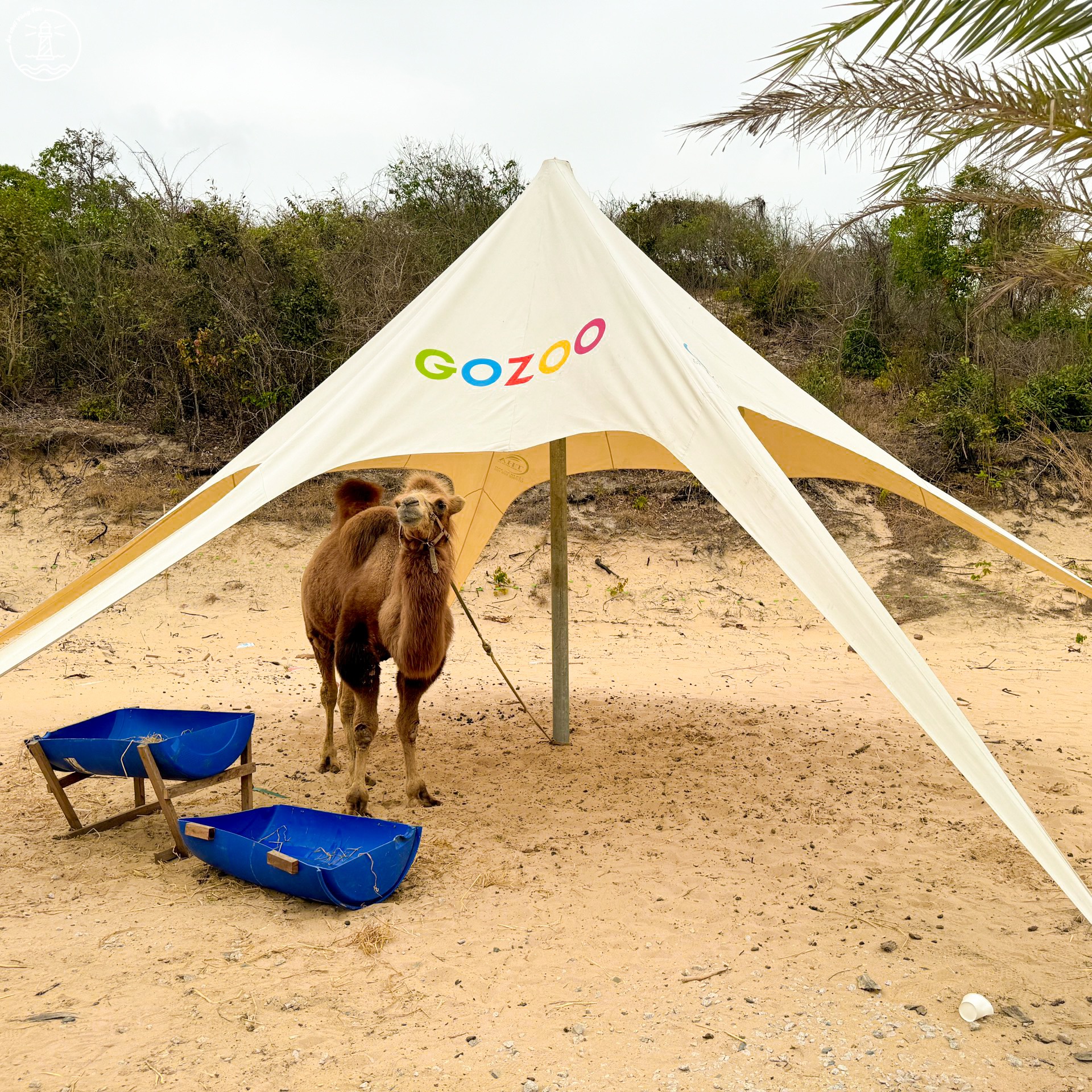 Gozoo Farm Đất Đỏ: Lạc bước giữa nông trại phong cách Âu Nhật - hình 10