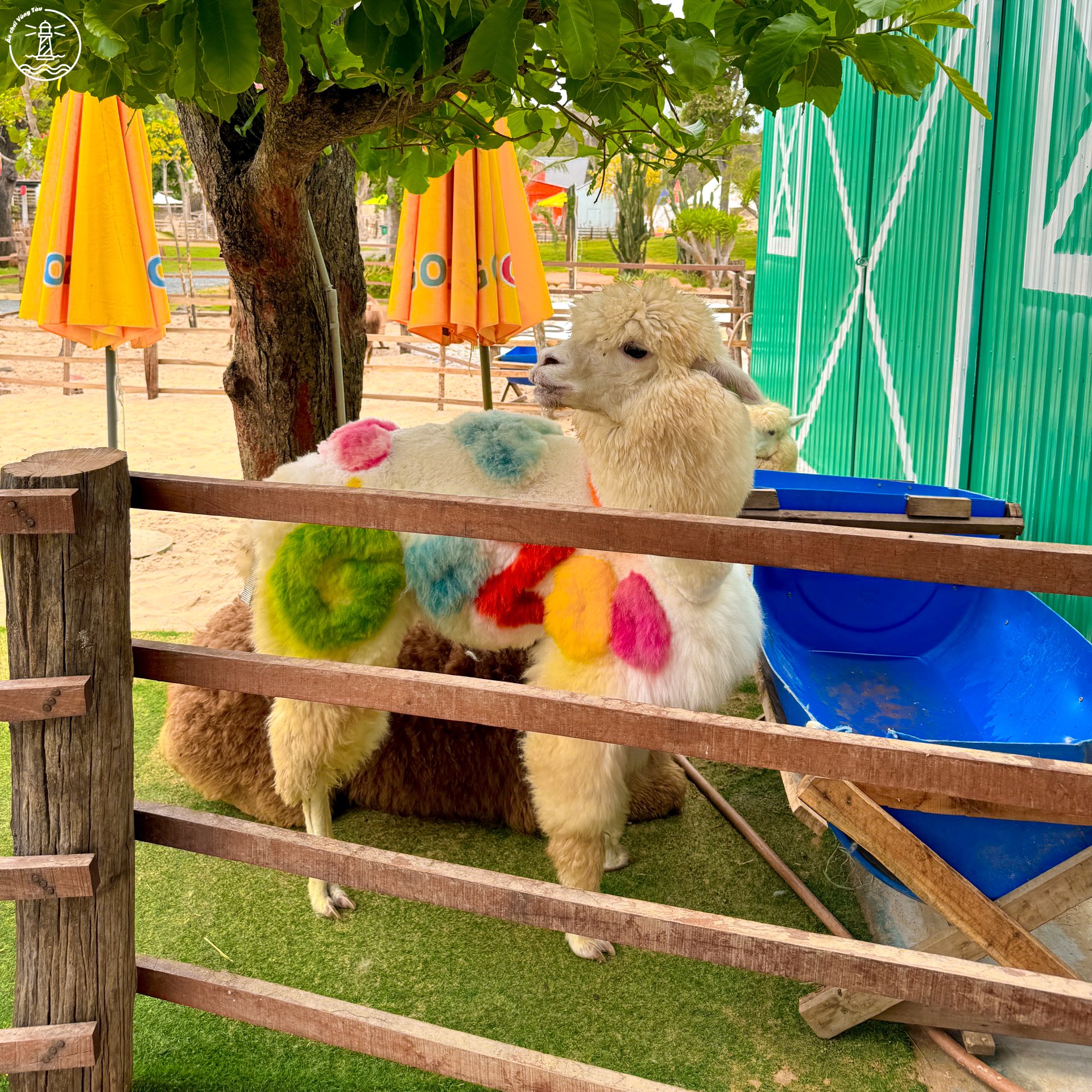 Gozoo Farm Đất Đỏ: Lạc bước giữa nông trại phong cách Âu Nhật - hình 11