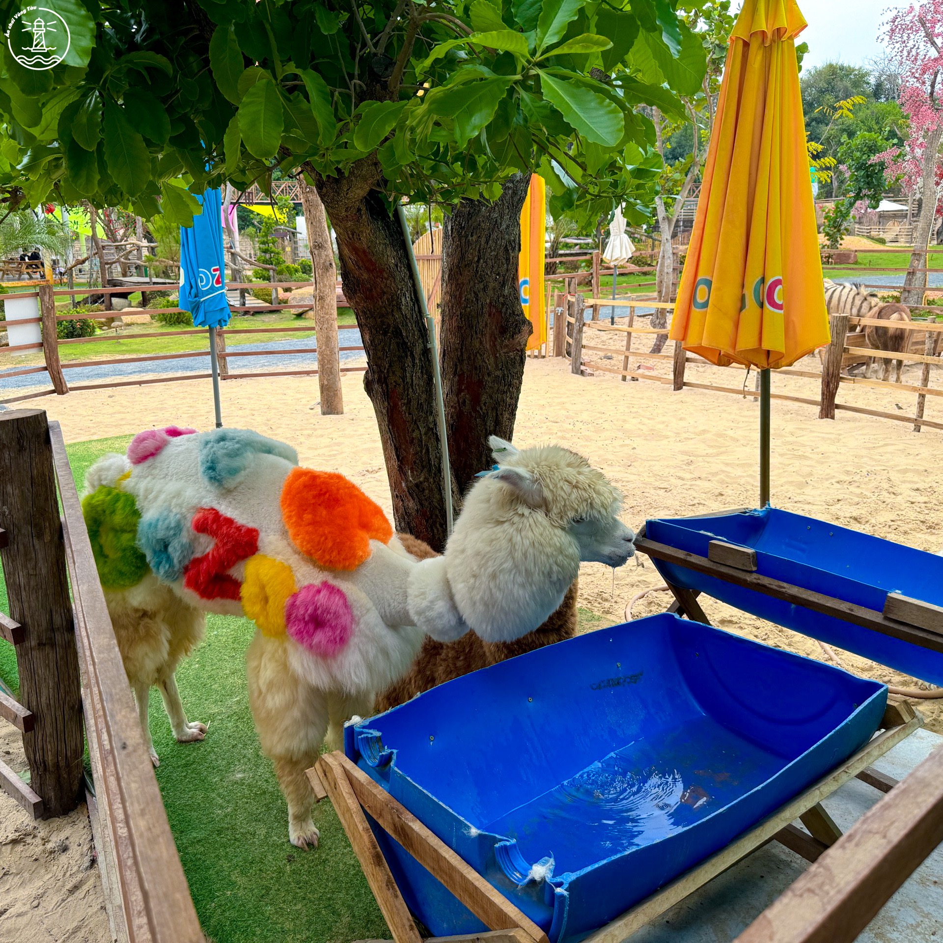 Gozoo Farm Đất Đỏ: Lạc bước giữa nông trại phong cách Âu Nhật - hình 12