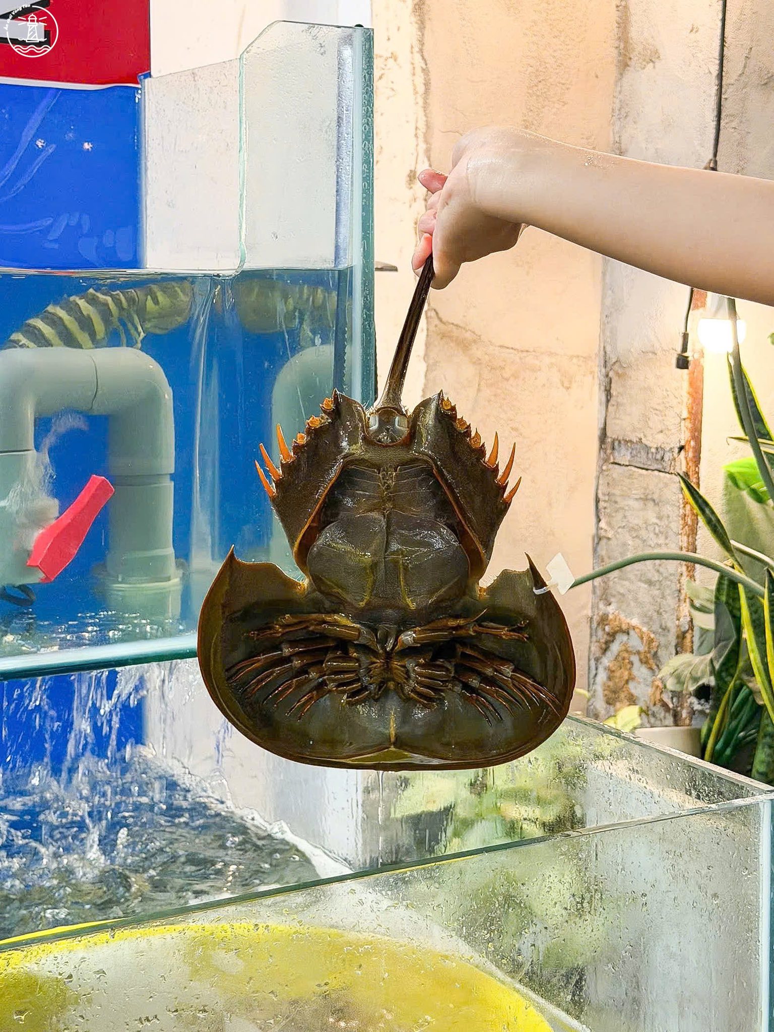 Cơm Niêu Làng Chài Phước Hải: Vị Quê Nhà Giữa Xứ Biển Hoang Sơ - hình 6