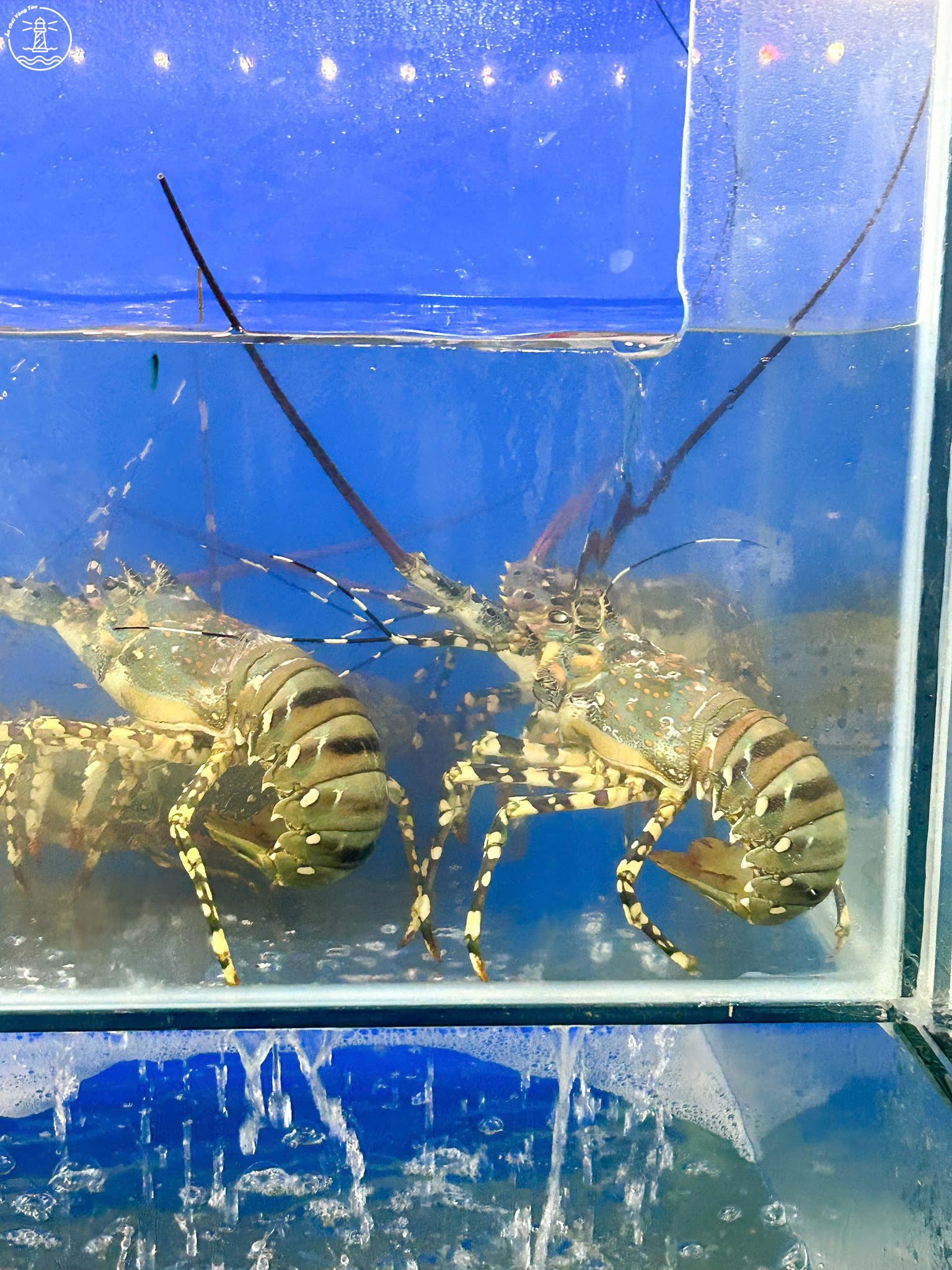 Cơm Niêu Làng Chài Phước Hải: Vị Quê Nhà Giữa Xứ Biển Hoang Sơ - hình 4